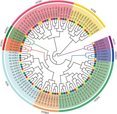 Genome-wide analysis of the acyl-coenzyme A synthetase family and their association with the formation of goat milk flavour